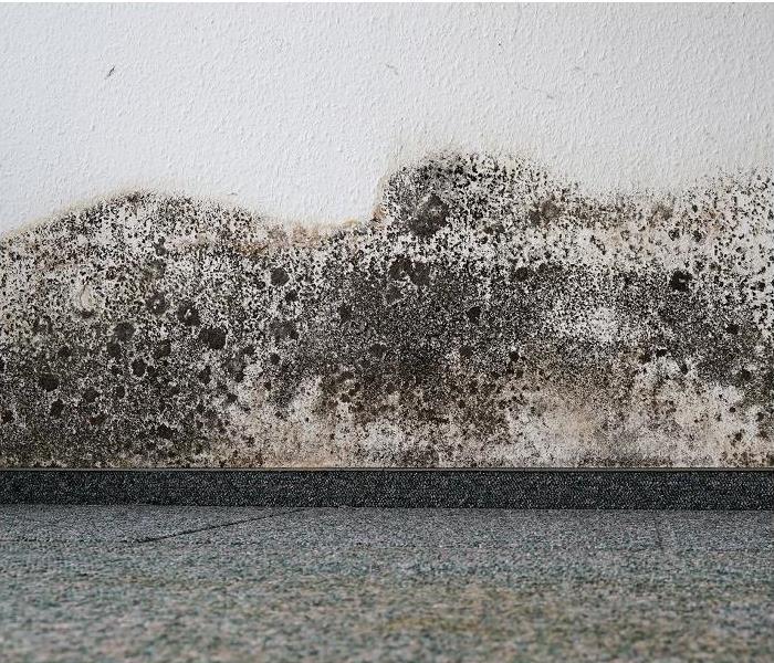 heavy mold growth on walls and baseboards